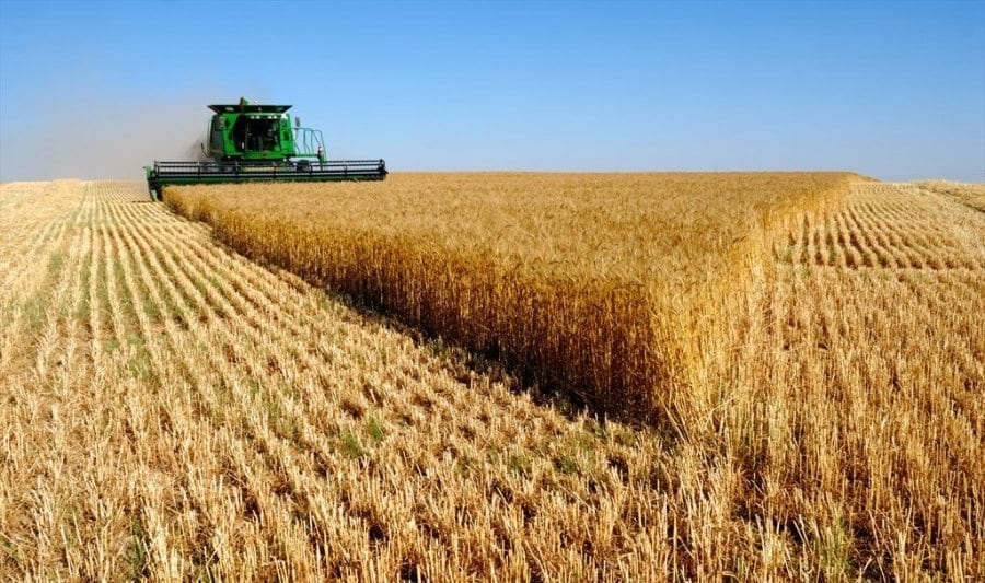 تسويق 6773 طناً من القمح في حمص