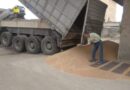 150 شاحنة يومياً لنقل الاقماح في حماة